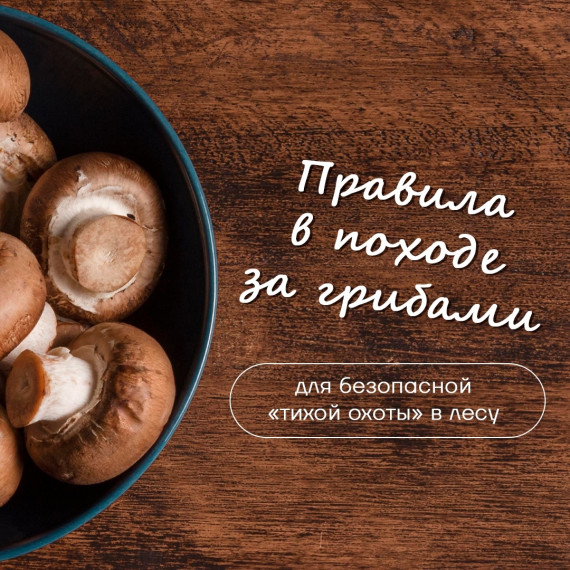 СОВЕТЫ ЛЮБИТЕЛЯМ ХОДИТЬ В ЛЕС ЗА ГРИБАМИ. СОВЕТЫ ЛЮБИТЕЛЯМ ХОДИТЬ В ЛЕС ЗА ГРИБАМИ.
