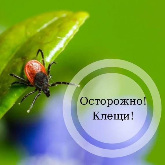 КАК УБЕРЕЧЬСЯ ОТ УКУСА КЛЕЩА?. КАК УБЕРЕЧЬСЯ ОТ УКУСА КЛЕЩА?.